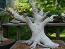 Cuban-laurel
